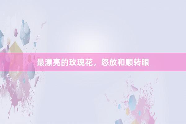 最漂亮的玫瑰花，怒放和顺转眼